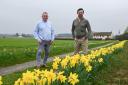 Vance and David Taylor from Fieldview Farm House B & B on their daffodil driveway