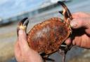 Cromer Crab. Photo: Antony Kelly