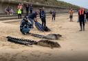 Three seal pups were released onto a north Norfolk beach