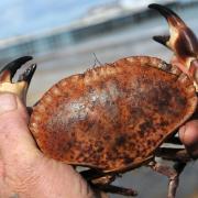 Cromer Crab. Photo: Antony Kelly