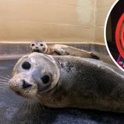 A petition has been launched to save seals by banning the sale of plastic ‘flying ring’ frisbees