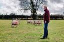 Farmer Andrew Hudson's sheep were attacked at his farm in Smallburgh, near North Walsham