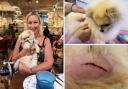 Maria Stableford is campaigning to regulate dog groomers after her Pomeranian, Tim, came home from the groomers with a deep gash because the wrong clippers were used