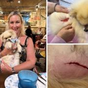 Maria Stableford is campaigning to regulate dog groomers after her Pomeranian, Tim, came home from the groomers with a deep gash because the wrong clippers were used