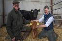 Ian and Andrew Spinks, partners of Mill Meadow Livestock at Oxnead, with their Stabiliser cattle and new calf
