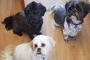 The three Shih Tzus belonging to Ema Scott Rowlands and Laurie Scott from Southrepps; clockwise from top left, Sidney, Dennis and Dotty. Dennis and Dotty fell ill after after Ema took them for a walk.