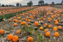 Wroxham Barns is holding its biggest Pumpkin Festival ever this October half term.