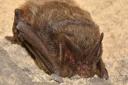 A barbastelle bat