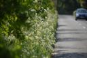 Concerns have been raised over reduced cutting of grass verges.