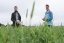 Farmer Jonny Cubitt, left, in his intercropped field of mixed peas and wheat at Blakeney, with Harry Farrow of Siding Bakery at Melton Constable