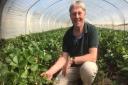 Simon Turner, of Sharrington Strawberries, fears he may not have enough seasonal workers to pick his crop this summer