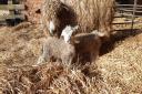 The Lincoln Longwool with the lambs. Picture: Gressenhall Farm