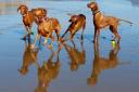 Hungarian Vizslas on West Runton beach. Saffi is on the left hand side and Lolli is next to her in a purple collar. Picture by Louise O'Shea.