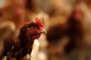 Four homes next to chicken farm rejected by North Norfolk District Council. Stock image