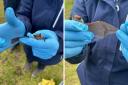 Bat rescued after being injured at Kelling Heath Holiday Park in north Norfolk