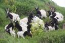 The herd of Bagot goats on the cliffs of Cromer