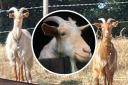 Goats Sugar and Spice are missing after being spooked by fireworks overnight