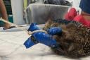 The hedgehog was found with electrical tape around its legs