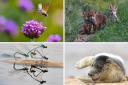 The winners of the 2023 Norfolk Wildlife Trust nature photography competition have been announced