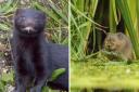 A project trapping and culling invasive mink has helped to boost the recovery of threatened water voles at the Norfolk Broads