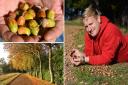 Stuart Banks, the National Trust’s tree and woodlands adviser for the east, and acorns at Blickling Estate