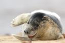 Grey seal pup lounging on the beach at Horsey Gap, photograph by John Boyle