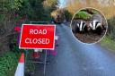 Badgers were to blame for a burst pipe which left a Norfolk village without water, Anglian Water has confirmed