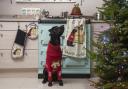 Dizzie the dog is the face of a new textile range for AGA Cookshop. Picture: ASH PHOTOGRAPHY LTD.