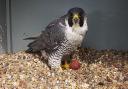 The female peregrine with her first egg of the season at top of Cromer Parish Church