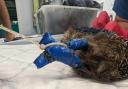 The hedgehog was found with electrical tape around its legs