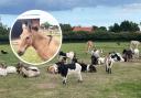 Hillside Animal Sanctuary in West Runton has had its donations box - with more than £200 inside - stolen