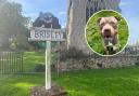 Village in shock after XL Bully dog attack ends in school evacuation