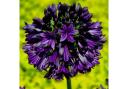 Agapanthus 'Black Jack' awarded the RHS Plant of the Year 2023