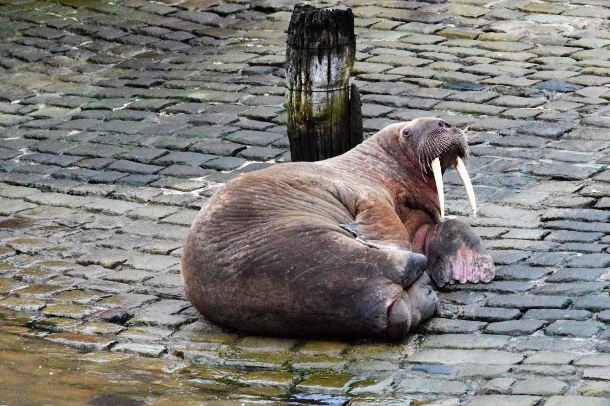 Thor's day: Wandering walrus delights locals after appearing in seaside  town | North Norfolk News