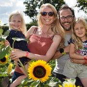The new Field of Fun opens at Wroxham Barns where families can pick your own sunflowers, complete the Maize Maze and enjoy the foam party. The Williams Family, Livia, Siegorid, Chris and Luna