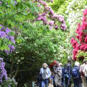 Rhododendrons and Azaleas in full bloom at the National Trust's  Sheringham Park.Picture: MARK BULLIMORE
