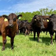 Wagyu beef cattle on the Worstead Estate
