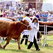 There will be livestock competitions at the Aylsham Show.