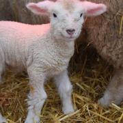 One-day-old lamb, known as Benjamin Button as he looked old and wrinkly when he was born, at Wroxham Barns. Picture: DENISE BRADLEY