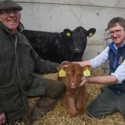 Ian and Andrew Spinks, partners of Mill Meadow Livestock at Oxnead, with their Stabiliser cattle and new calf