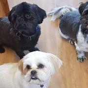 The three Shih Tzus belonging to Ema Scott Rowlands and Laurie Scott from Southrepps; clockwise from top left, Sidney, Dennis and Dotty. Dennis and Dotty fell ill after after Ema took them for a walk.