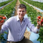 Tim Place is owner of Norfolk fruit firm Place UK, which has recruited workers from as far afield as Barbados to complete this year's strawberry harvest