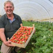 Simon Turner, owner and managing director of Sharrington Strawberries