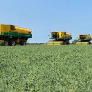 Aylsham Growers' five huge pea harvesters working in tandem to gather a bumper 2021 crop