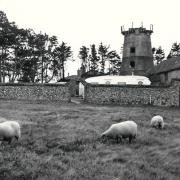 Sheep graze at East Runton 1964 the derelict windmill in the background. Picture: Archant Library