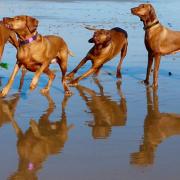 Hungarian Vizslas on West Runton beach. Saffi is on the left hand side and Lolli is next to her in a purple collar. Picture by Louise O'Shea.