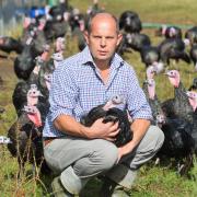 Poultry farmer Rob Morton with his free-range Christmas turkeys at Skeyton - pictured before the mandatory housing order was enforced from October 12