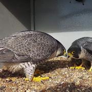 The live feed of the Cromer peregrines has started a month earlier this year, giving people a chance to see them mate.