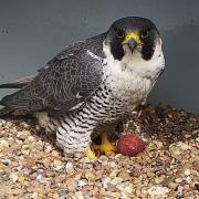 The female peregrine with her first egg of the season at top of Cromer Parish Church