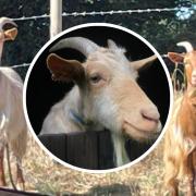 Goats Sugar and Spice are missing after being spooked by fireworks overnight